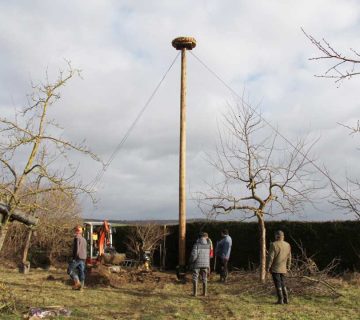 Storchennest