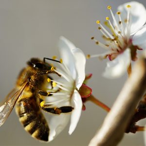 Natur Biene Garten